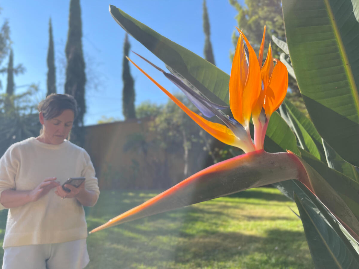 Bird of Paradise Bird of Paradise