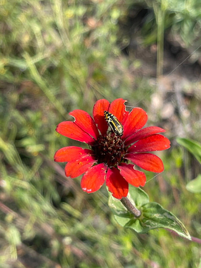 Red Flower Red Flower